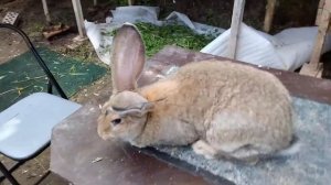 Вес кролика в 3 месяца