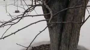 Груша из воздушного отводка перезимовала