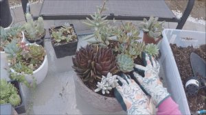 Succulent Arrangement in a Dish Bowl