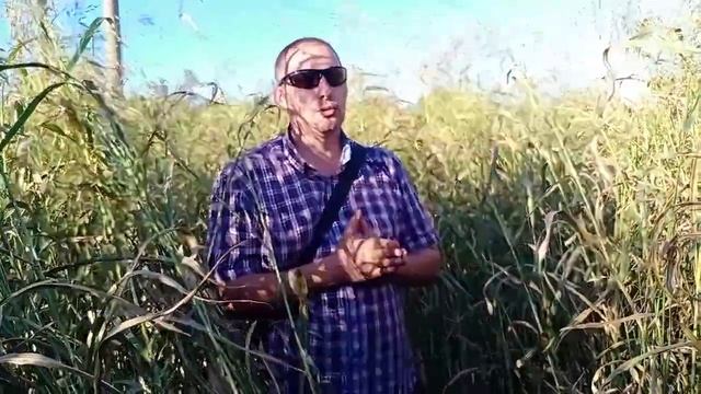 Роль суданской травы в формировании органики и подушки для системы Ноу Тил смотреть онлайн