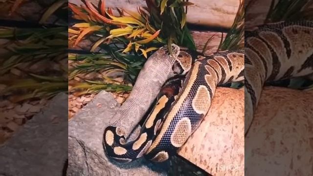 Линька королевского питона смотреть онлайн