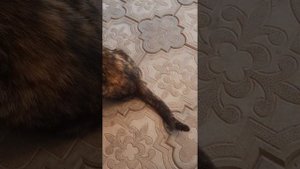 Бездомный кот КАК НАЗВАЛИ КОТА?