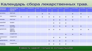 Когда и как собирают базилик правильно: руководство по сбору и хранению урожая