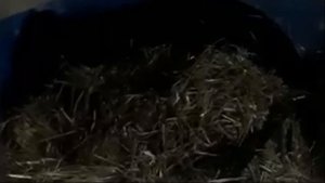 В зоопарке медведи впали в зимнюю спячку