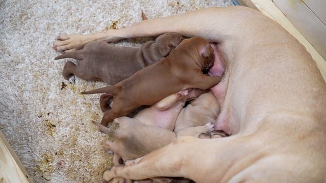 Щенки питбуля вцепились как пиявки !!! У КИМИ БОЛЬШИЕ ПРОБЛЕМЫ С ТИТЬКОЙ.... !!! Большая глистогонк смотреть онлайн