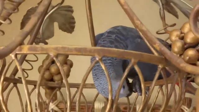 Попугай жако Филя