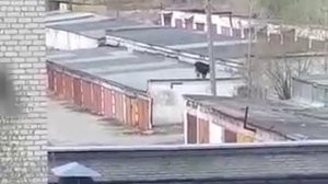 «Это Серов, детка!» корова гуляет по крышам гаражей