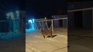 Косуля в городе.