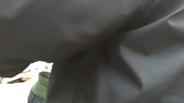 Red Oak (Quercus rubra) смотреть онлайн