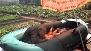 Бассейн из лодки