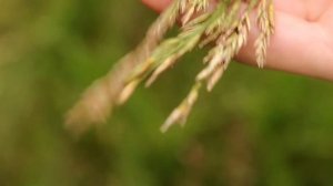 ТЕСТ ОБЬЕКТИВА ДЛЯ МАКРОСЪЕМКИ