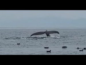 Итуруп 2023.  Киты.