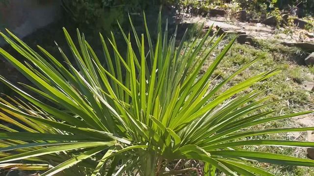 Пальма Хамеропс в открытом грунте - My winter hardy Chamaerops humilis palm in 7b zone, Russia