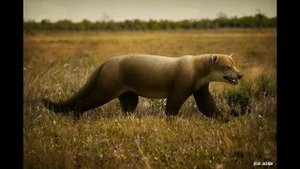 Амфицион гигантский - король амфиционид | Амфициониды, или собакомедведи | Мегахищники | Часть 2