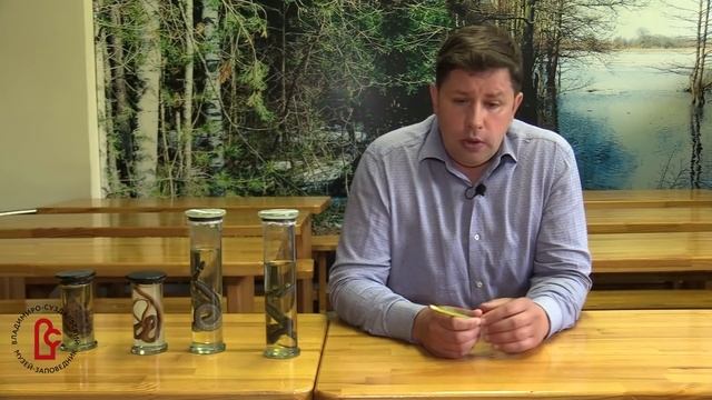 Так ли опасна гадюка? смотреть онлайн