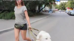 Собака боится гулять на улице, не ест и не играет. Решаем проблему быстро