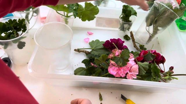 Пеларгония. Сюрпризы. Укоренение! смотреть онлайн