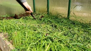 Сидераты заделывать в почву или оставить на мульчу?