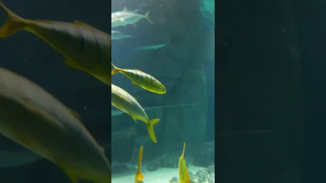 Рыбы в акеанариуме в ВДНХ в Москве смотреть онлайн