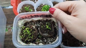 Результат черенкования экзакума//всходы лобелии и экзакума из семян