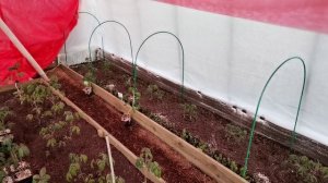 Огородные хлопоты - высадка томатов, капусты. Теплицы заполняются. Работы на участке и с рассадой