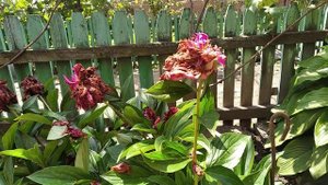 #ПИОНЫ.КОГДА И КАК ИХ ПРАВИЛЬНО ОБРЕЗАТЬ И УДОБРИТЬ ПОСЛЕ ЦВЕТЕНИЯ.