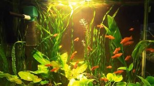 Ленивый аквариум 40 литров