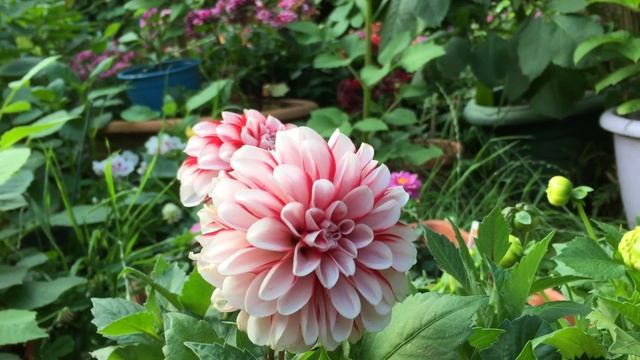 Георгины низкорослые бордюрные?Где НАЙТИ современные сорта-новинки? смотреть онлайн