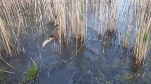 Пёс по команде находит в камыше  рыбу и несёт её...