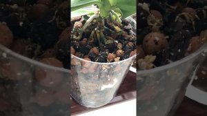 Пересадка орхидеи после плесени 20.10.2017