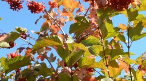 ФУТАЖ Красивая калина Ягоды калины Красная калина Куст калины