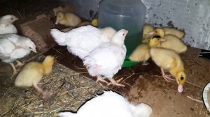 Утята Мулард и цыплята КОББ-500 недельные. Апрель 2019