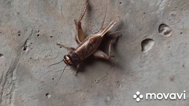 Насекомые Миасса...Miass insects смотреть онлайн
