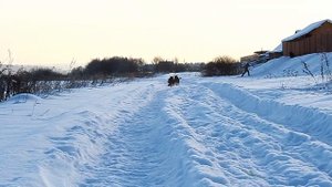 Виды Немецкой Овчарки