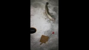 Ловля Налима Зимой. Ловля налима на стук и жерлицы. Как ловить налима зимой