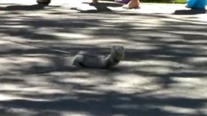 По улице ходила большая "крокодила"