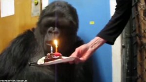 Послание гориллы Коко всему человечеству.