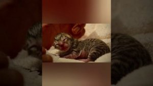 Подобрали котёнка от обычной кошки, но оказалось,что это  вовсе не так.