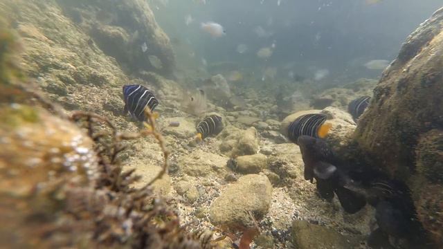 Рыбки в океане смотреть онлайн