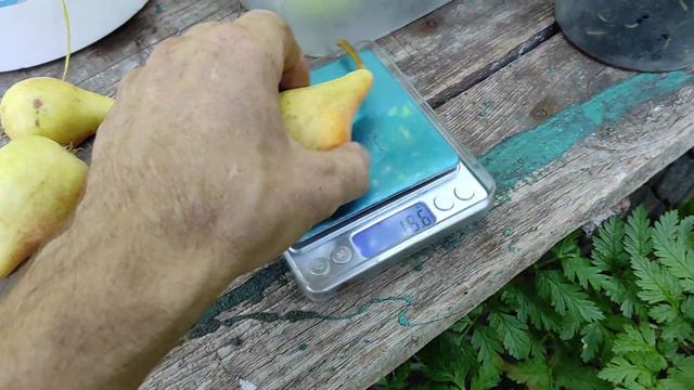 Груша "Іюнська лепотіка" смотреть онлайн