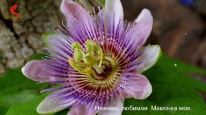 Больше всех я люблю мамочку мою. Саяжан С