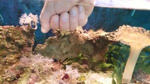 Пресноводные рыбки моллинезии в морском аквариуме