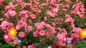 Роза почвопокровная Мирато. Краткий обзор, описание характеристик, где купить саженцы Mirato