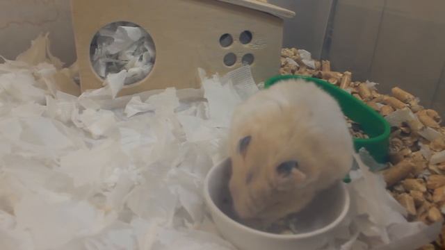 КАК ОПРЕДЕЛИТЬ СТАРОСТЬ У ХОМЯКА / ПРИЗНАКИ СТАРЕНИЯ ХОМЯЧКА/ КАК ЗДОРОВЬЕ У СТЕПАШКИ / #ХОМЯК смотреть онлайн