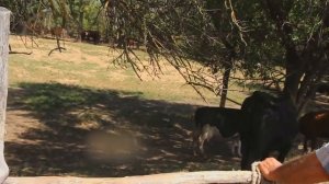 Влог vlog Маша и Миша доит корову как правильно доить корову руками