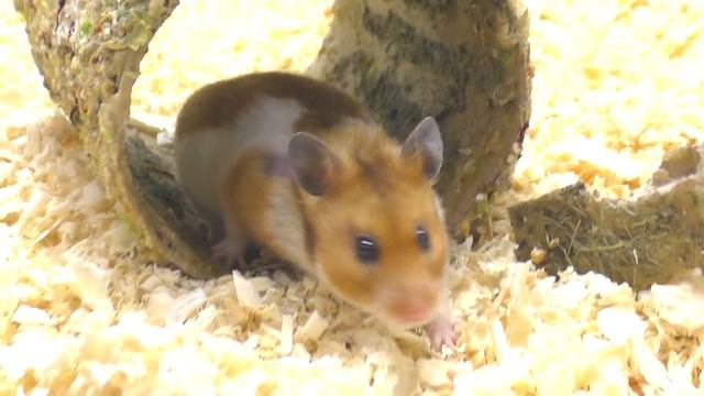 НУЖНО ЛИ ХОМЯКУ (КРЫСЕ, МОРСКОЙ СВИНКЕ) РОЖАТЬ ДЛЯ ЗДОРОВЬЯ / ХОМКИ / ПОДАРОК / Alisa Easy Pets смотреть онлайн