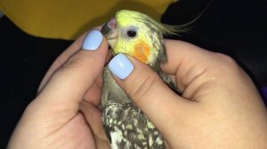Как стричь клюв и когти попугаю, как выглядит нормальный клюв.