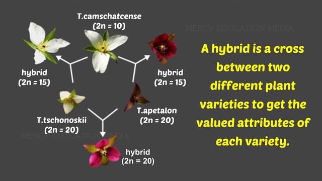 Hybridization in Plant Breeding смотреть онлайн