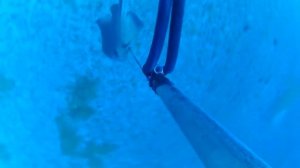 Подводная охота на ската-хвостокола. Скат-хвостокол очень опасная рыба с ядовитым шипом на хвосте.