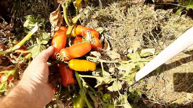 Урожай томатов открытого грунта 2020 года смотреть онлайн